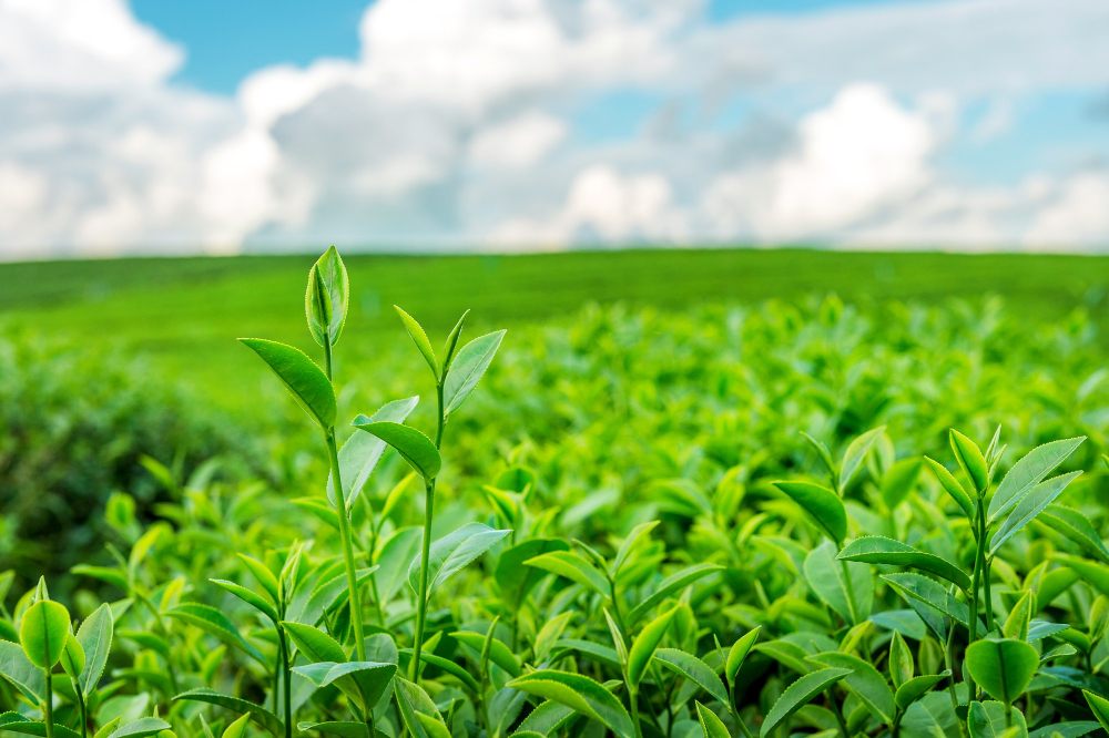 green-tea-bud-leaves-green-tea-plantations-morning